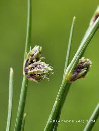 Image result for Isolepis setacea