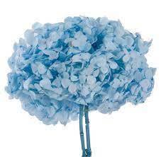 Alibaba.com offers 7,420 preserved hydrangea products. Buy Preserved Hydrangea Verdissimo