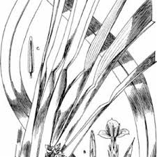 Image result for Cyanastrum johnstonii