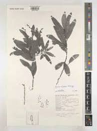 Image result for Icuria