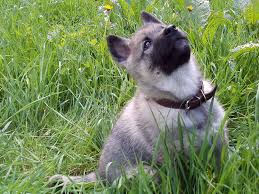 Image result for norský losí pes šedý