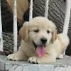 Golden irish are a hybrid breed that is know for being extremely loyal, affectionate. 1
