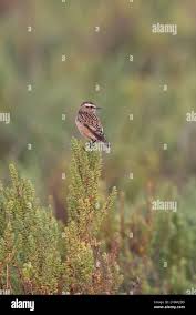 Image result for Suaeda sp. B