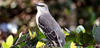 Although the male does most of the work which is less common in other birds. Northern Mockingbird Backyard Birds Wild About Birds