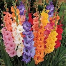 How to plant flowering bulbs. Made And Shipped In Usa 25 Fresh Large Bulbs New Giant Flowering Mixed Colors Gladiolus Bulbs Plants Flowers Flowering Perennials Sword Lily Gladioli Seedsbulbsplants More Buy Online In Ecuador At Desertcart Ec Productid 93316911
