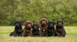 However, chocolate labradors can have skin pigmentation on their lips, nose and eye rims. Labrador Retriever Breed Information Temperament More