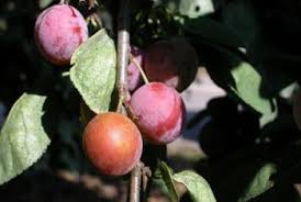 What Can Be Grafted Onto A Plum Tree Home Guides Sf Gate