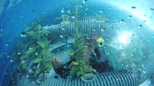 A Look Back At The Basic Principles Of Nemo S Garden Nemo Fish Pet Pets