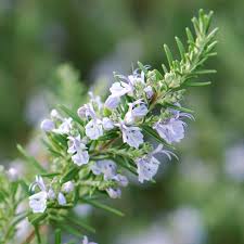Image result for rosemary plant