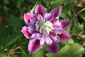 How to plant josephine clematis. Buy Clematis Group 2 Clematis Josephine Evijohill Pbr 24 99 Delivery By Crocus