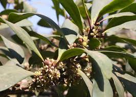 Image result for Rapanea melanophloeos