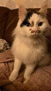 🐕❤️🐾🐕❤️🐾🐕❤️🐾🐕❤️🐾🐕❤️🐾🐕❤️🐾 Another late night ‼️ We got a call  last night from Alisha & Jordan, their girl Suki had decided running after  a deer in the dark and rain would be more