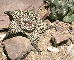 Image result for Orbea maculata