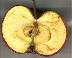 Browning is the process of food turning brown due to the chemical reactions that take place within. Physiologie Du Fruit
