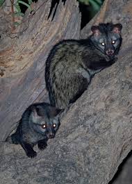 After Dark The Lives Of Nocturnal Animals