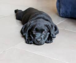 Dann bekommt sie ihr futter im candel und schläft dann einige zeit. Hund Allein Lassen Die Besten Tipps Von Unserem Tierarzte Team