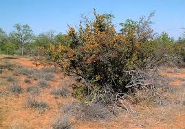 Image result for Ochna inermis
