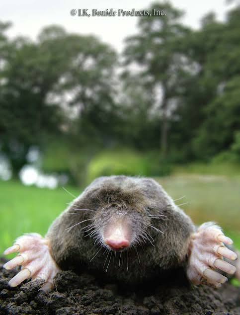 Moles - Bonide