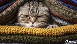 Anda bisa tahu, mengapa kucing. 8 Cara Mengobati Kucing Flu Secara Alami Disertai Ciri Ciri Penyakit