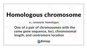 During meiosis, homologs pair together. Homologous Chromosome Definition And Examples Biology Online Dictionary