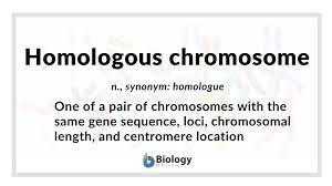 Sister chromatids (duplicated chromosome comprised of two identical chromosomes connected at the centromere region) align at the metaphase plate (a plane that is equally distant from the two cell poles). Homologous Chromosome Definition And Examples Biology Online Dictionary