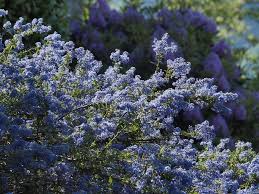 Image result for Caryopteris odorata