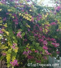 The flowers are waxy, very attractive orange colored flowers. Bauhinia Variegata Phanera Variegata Orchid Tree Purple Orchid Tree Mountain Ebony Poor Man S Orchid Toptropicals Com