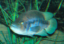 wolf cichlid parachromis dovii dovii cichlid fish guide