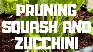 Enjoy roasted zucchini and squash year round! Pruning Squash And Zucchini Youtube