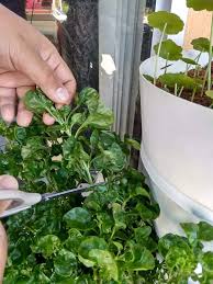 Jadi macam mana nak tanam sayur ni? Tanam Bayam Brazil Guna Keratan Batang Ni Cara Boleh Follow Keluarga