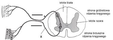 Human anatomy scientific illustrations with latin/italian labels: Uklad Nerwowy I Narzady Zmyslow Biologhelp