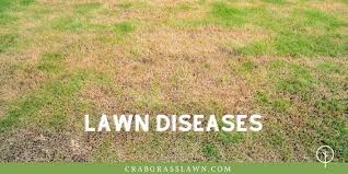 I planted beans, and they cam up but are starting to turn yellow. Why Is My Grass Turning Yellow 5 Ways To Turn It Green Fast Cg Lawn