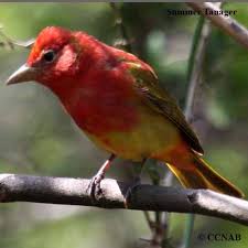 For example, overall nest success was negatively correlated with noise among birds in closed environments. Red Birds Birds By Colour North American Birds Birds Of North America