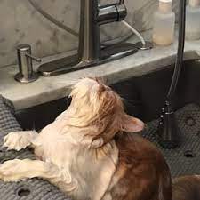 My dogs went to day care first then got groomed towards the end of the day when it was time for me to pick them up. Best Cat Groomers Near Me July 2021 Find Nearby Cat Groomers Reviews Yelp