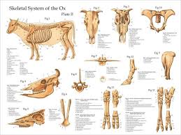 Ox Bovine Skeletal Anatomy Poster Cow Skeleton Anatomy Bones Skeletal