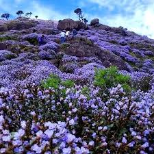 Image result for Kotschya strobilantha