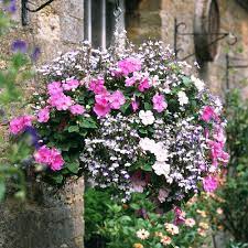 The best plants for hanging baskets are tender perennials and annuals that have been bred to flower trailing plants, they're perfect for planting at the edge of a basket, where their blooms can spill over. How To Plant A Hanging Basket