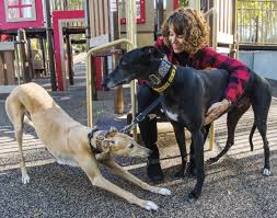 Our greyhound adoption program begins from the first point of contact you have with us. Following A Dream Bringing Home A Second Greyhound The Bark