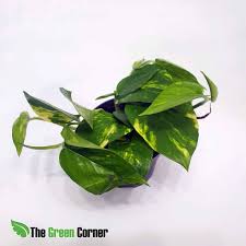 Image result for Epipremnum en casa
