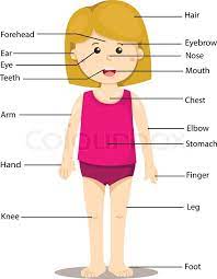 There are those parts located outside (external body parts) and others located inside the body (internal body parts). Illustrator Of Girl With Labeled Body Stock Vector Colourbox