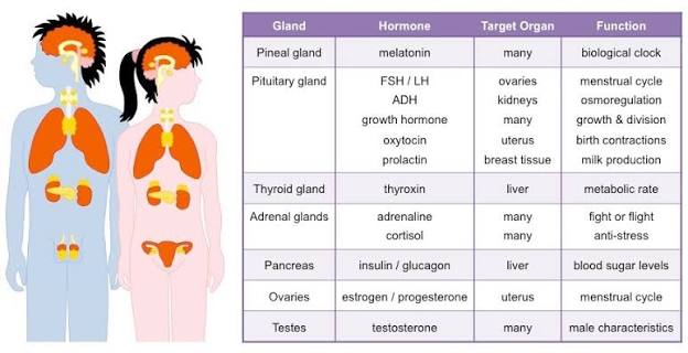 Major human hormones overview table