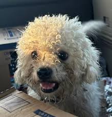 Lost & Found Pets in Apopka