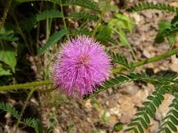 Image result for Microcharis latifolia