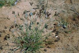 Image result for Fimbristylis dichotoma