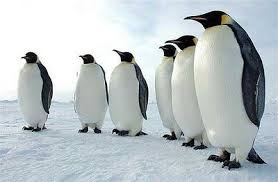 Birds That Cant Fly More Importantly Their Utter Cuteness Must Be Preserved Being Birds That Can T Fly Emperor Penguins Possess Other Fas Penguins Emperor Penguin Artic Animals