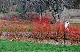 Cardinal Dogwood Cornus Sericea Cardinal At Stauffers Of Kissel Hill Landscape Nursery Dogwood Plants