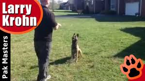 Dog Training Dog Training Hand Signals Vs Verbal Commands