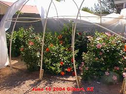 Maybe you would like to learn more about one of these? Hidden Valley Hibiscus Worldwide Hibiscus Garden In Arizona