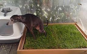 Es ist unglaublich, wirklich unglaublich, wie oft hunde müssen. Carnilo Die Gras Hundetoilette Fur Die Wohnung Und Den Balkon Im Test Easy Dogs