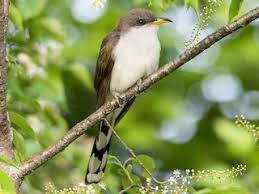 Image result for Cucumis sacleuxii